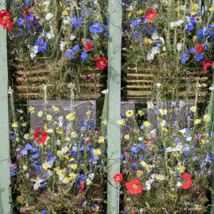 Chelsea Flower Show: den mest prestigefyllda blomster- och trädgårdsfestivalen i världen