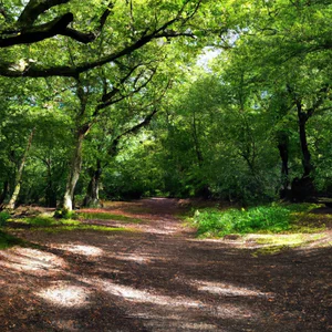 Epping Forest: túrázás és hegyi kerékpározás London ősi erdőjében