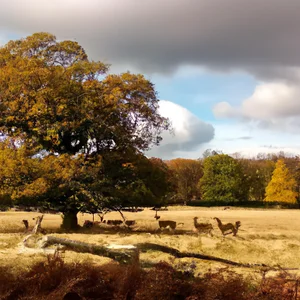 Richmond Park: fietsen tussen de herten en adembenemende uitzichten op een steenworp afstand van Londen